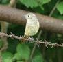 Common Redstart