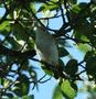 Eurasian Reed Warbler