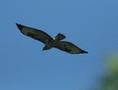 Common Buzzard