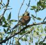 Cirl Bunting