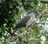 Wood Pigeon