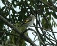 European Goldfinch