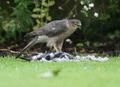 Eurasian Sparrowhawk