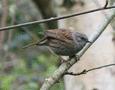 Dunnock