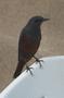 Blue Rock Thrush