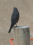 Blue Rock Thrush