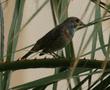 Bluethroat