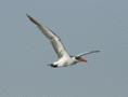 Caspian Tern