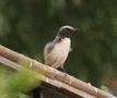 Persian Wheatear