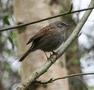 Dunnock