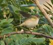 Chiffchaff