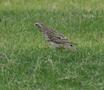 Pied Wheatear