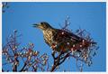 Mistle Thrush