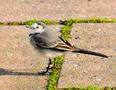 White Wagtail