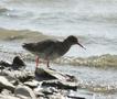 Redshank