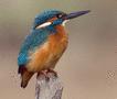 Common Kingfisher