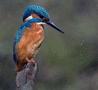 Common Kingfisher