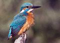 Common Kingfisher