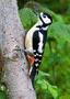 Great Spotted Woodpecker