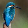 Common Kingfisher