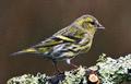 Eurasian Siskin