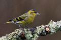 Eurasian Siskin