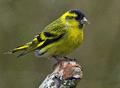 Eurasian Siskin