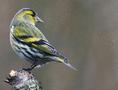 Eurasian Siskin