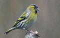 Eurasian Siskin