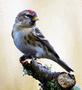 Lesser Redpoll