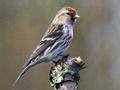 Lesser Redpoll