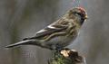 Lesser Redpoll