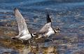 Little Ringed Plover