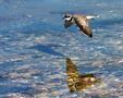 Little Ringed Plover