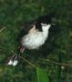 Red Whiskered Bulbul