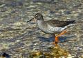 Redshank