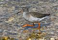 Redshank