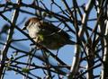 Tree Sparrow