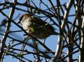 Tree Sparrow