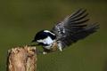 Coal Tit