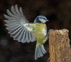 Blue Tit