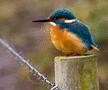 Common Kingfisher