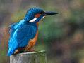 Common Kingfisher