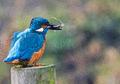 Common Kingfisher