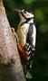 Great Spotted Woodpecker