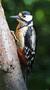 Great Spotted Woodpecker