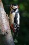 Great Spotted Woodpecker