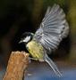 Great Tit