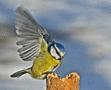 Blue Tit