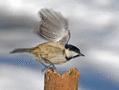 Coal Tit